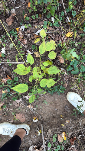 Boehmeria cylindrica, 2026-10-28