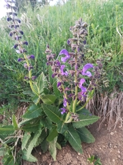 Salvia pratensis