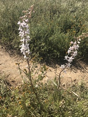 Delphinium gypsophilum