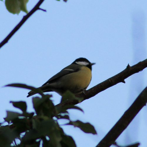 Parus major observed 2026-10-28