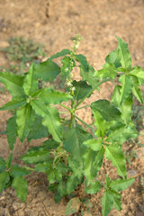 Croton bonplandianus