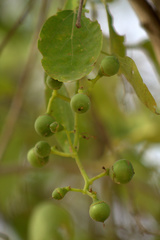 Cordia dichotoma