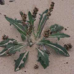 Plantago drummondii