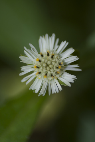 Eclipta prostrata