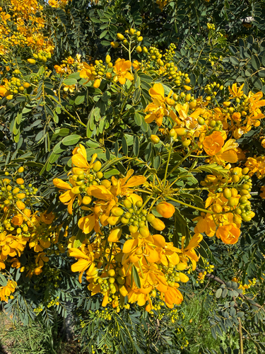 Cassia observed 2026-10-28