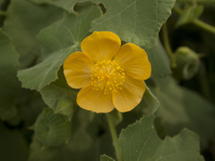 Abutilon pannosum