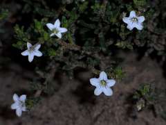 Cyphanthera myosotidea