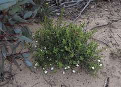 Cyphanthera myosotidea