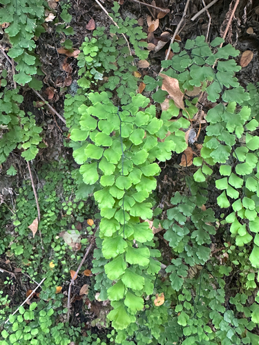 Adiantum observed 2026-10-28