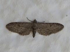 Eupithecia unedonata