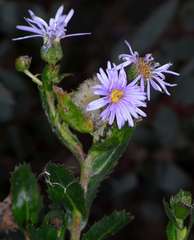 Olearia rudis