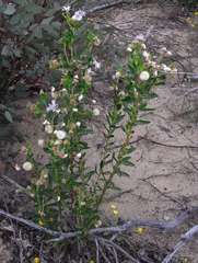 Olearia rudis