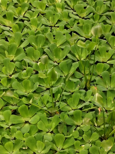 Pistia stratiotes observed 2026-10-28