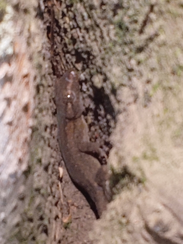 Hemidactylus frenatus observed 2026-10-28