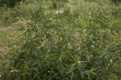 Croton bonplandianus