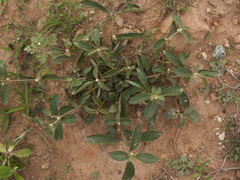 Alternanthera ficoidea