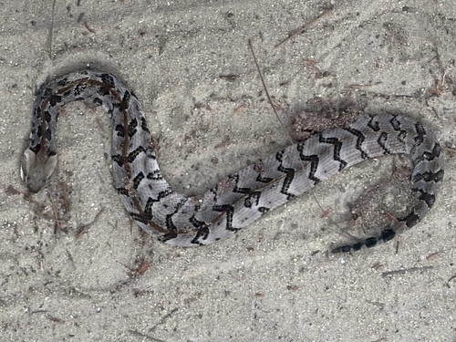 Serpentes observed 2026-10-28
