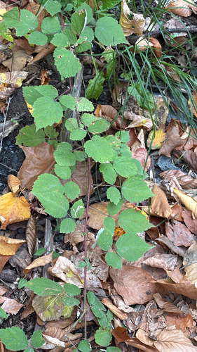 Rubus observed 2026-10-28