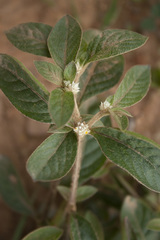 Alternanthera ficoidea