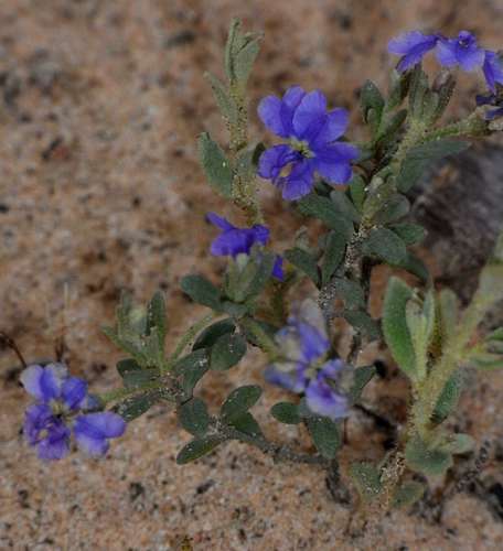 Image of Dampiera marifolia by (c) Russell Best, some rights reserved (CC BY)