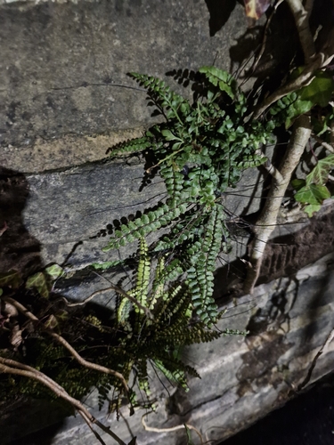 Asplenium observed 2026-10-28