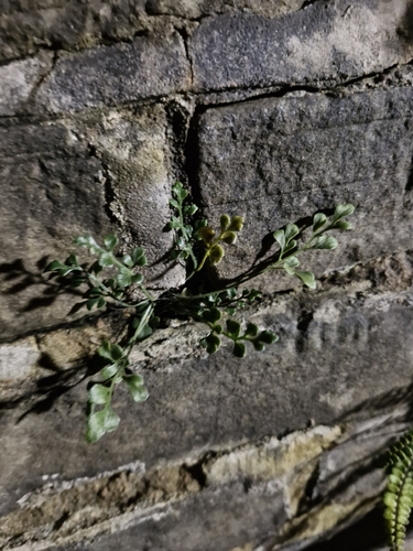 Asplenium observed 2026-10-28