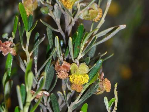 Smooth Wallaby-bush (Beyeria opaca)