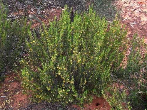 Image of Beyeria opaca by (c) Russell Best, some rights reserved (CC BY)