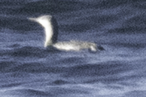 Gavia stellata observed 2026-10-27