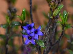 Halgania andromedifolia