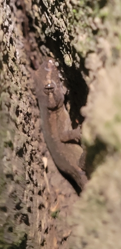 Hemidactylus frenatus observed 2026-10-28