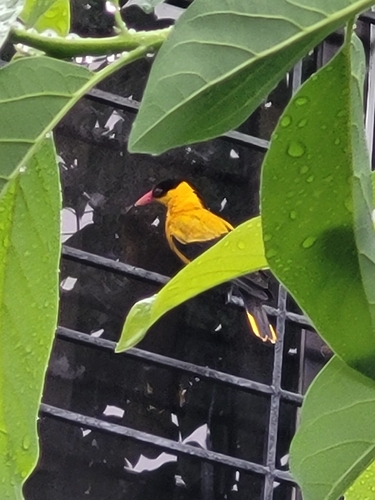 Oriolus chinensis observed 2026-10-29