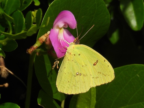 Canavalia rosea observed 2026-10-24