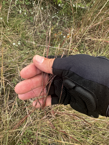 Schizachyrium scoparium observed 2026-10-28