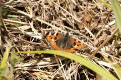 Aglais urticae