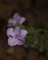 Barleria mysorensis