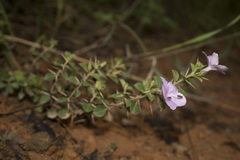 Barleria mysorensis