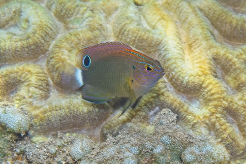 Pomacentrus bankanensis observed 2026-10-15