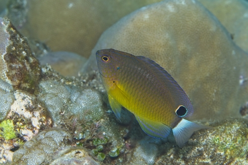 Pomacentrus bankanensis observed 2026-10-18