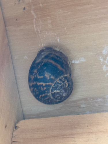 Cornu aspersum observed 2026-10-28