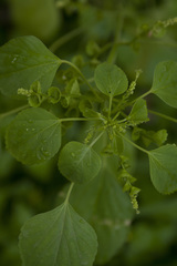 Acalypha lanceolata