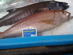 Crimson Jobfish photo 3