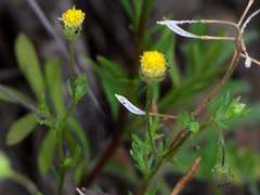 Brachyscome ciliaris brachyglossa