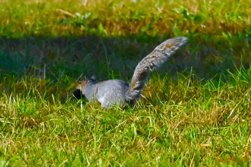 Sciurus carolinensis photograph by the iNaturalist community