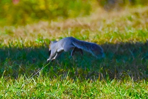 Sciurus carolinensis photograph by the iNaturalist community