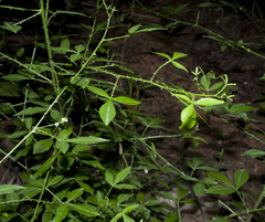 Zanthoxylum asiaticum