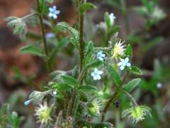 Omphalolappula concava