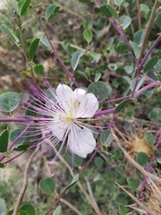 Capparis zoharyi