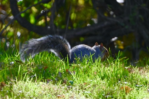 Sciurus carolinensis photograph by the iNaturalist community