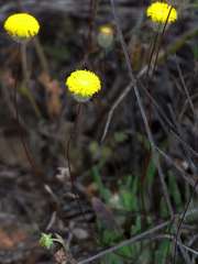 Asteridea athrixioides